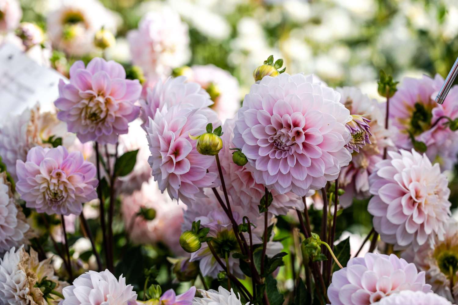 Dahlie 'Sweet Nathalie'